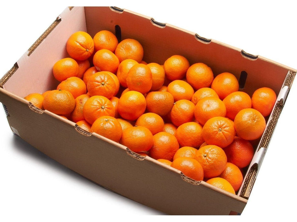 mekori925【新品】Clementine Ivory&Co. ClementinesCase_1200x900.jpg?v